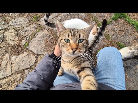 Every time we meet, this street cat hugs me tightly as if begging me not to leave.