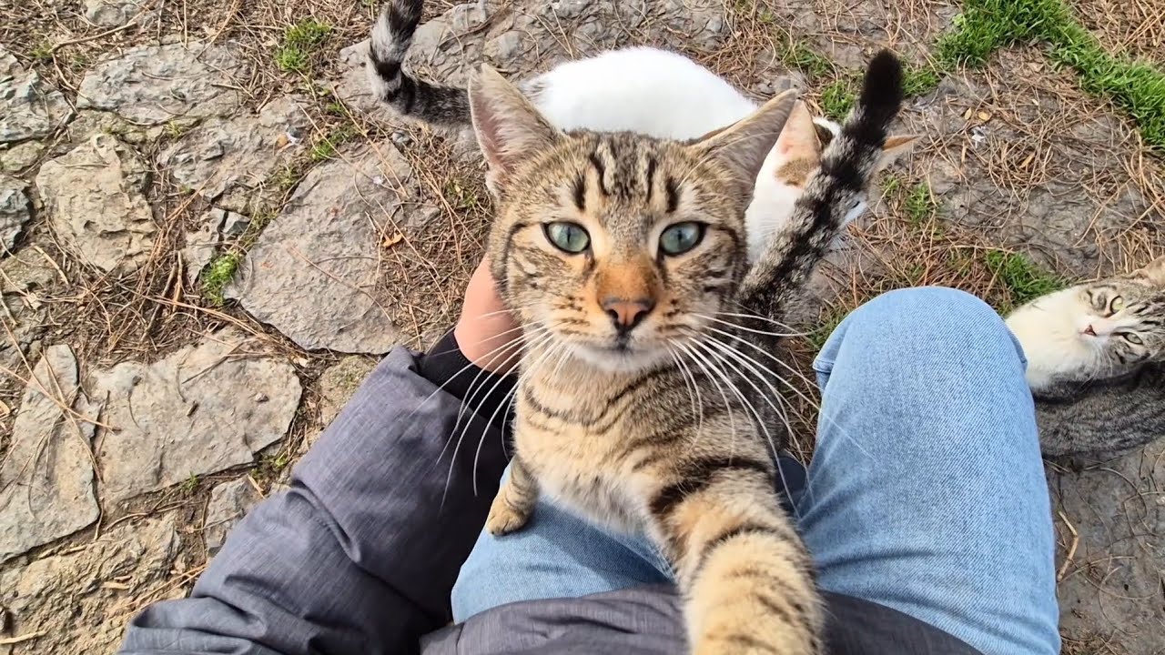 Every time we meet, this street cat hugs me tightly as if begging me not to leave.