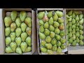 7 September 2024 Pear Market