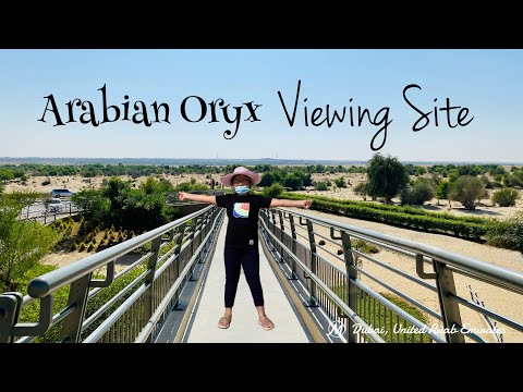 ARABIAN ORYX VIEWING SITE in Dubai Desert | MIKAY TV