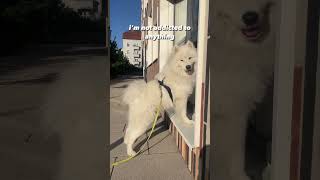 thats what my dog does when its time to go home!  | #dogs #samoyed