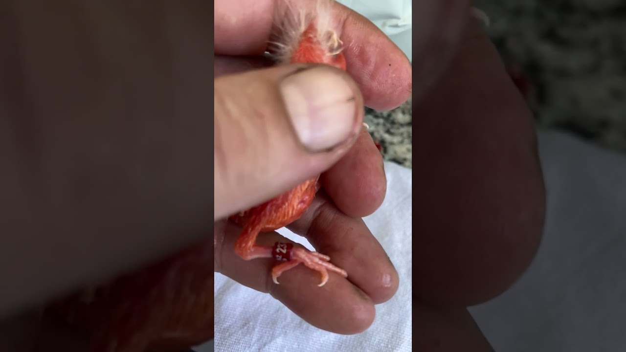 Anilha de número 237!!!