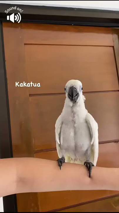 Smart Talking Baby Yellow Crested Cockatoo [ Anakan Burung Kakatua Jambul Kuning Pintar Ngomong ]