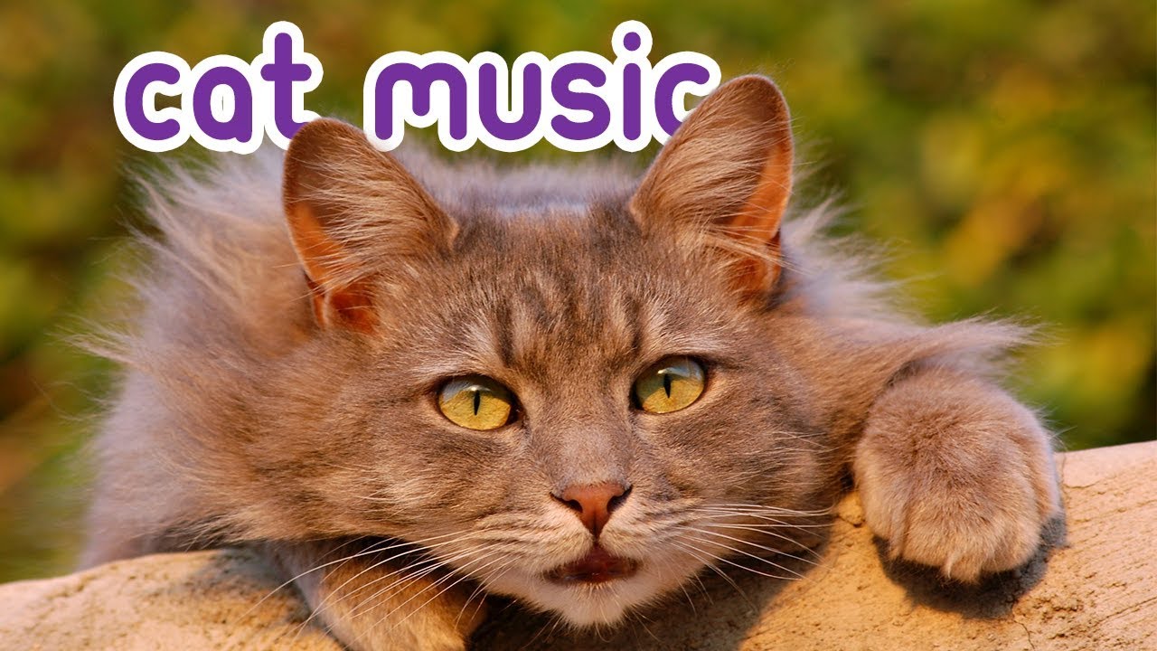 Quick Fix Cat Music - Help your cat relax in an instant! 