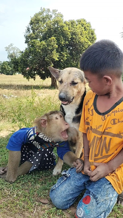 Awesome SokYaa,OG, ToTo Animals Are So Awesome #shorts