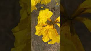 Spring is the season when the yellow trumpet trees are in full bloom