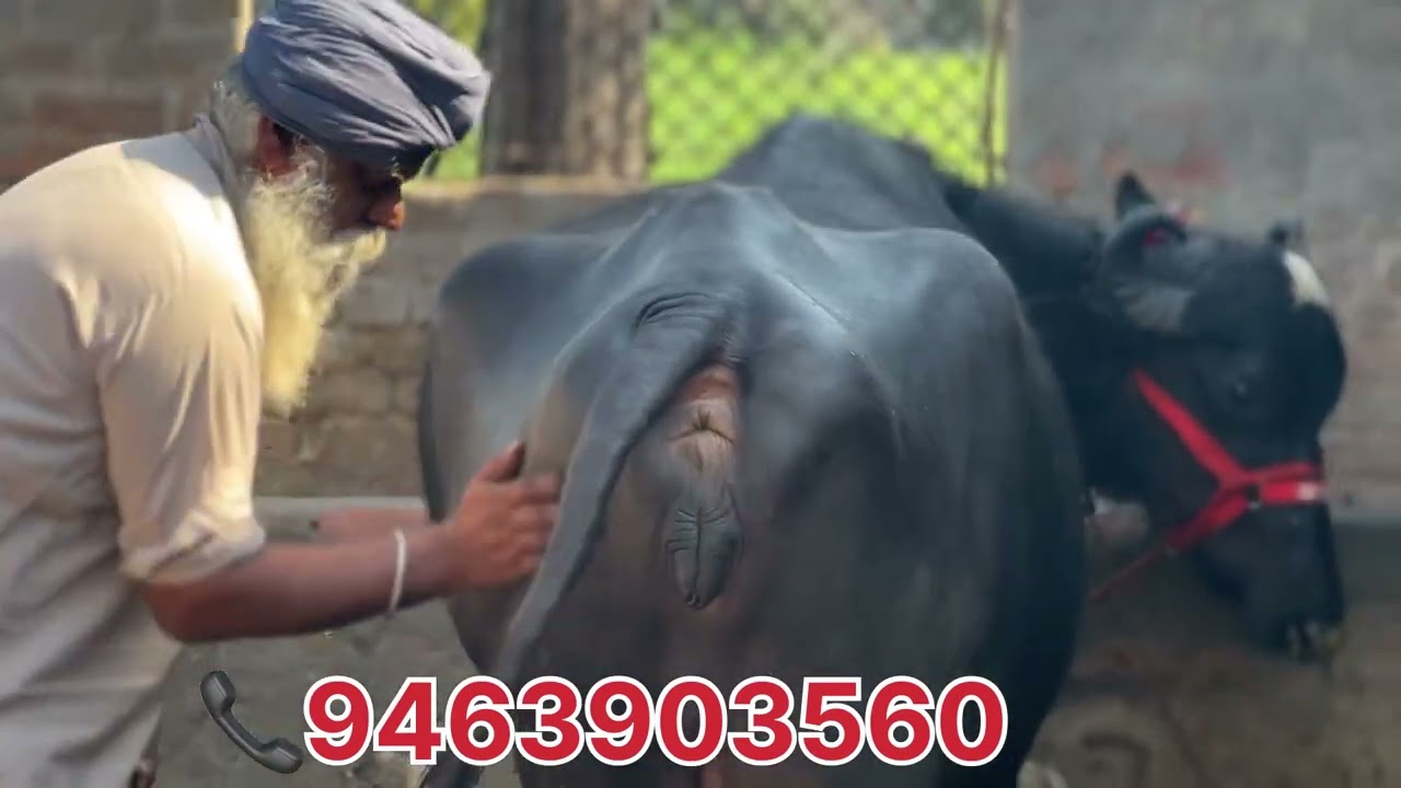 ਕਰਲੋ ਸੰਪਰਕ ਜਮਾਂ ਮੁਫ਼ਤ ਵਾਲਾ ਕੰਮ #buffalo #dairyfarm #murraha #murrah @FaujiDairyFarming 
