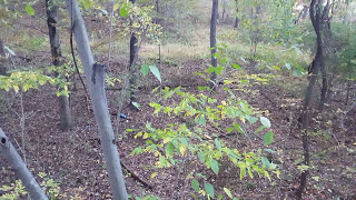 EARLY SEASON DOE KILL | RAGE BROADHEAD | S4GEAR JACKKNIFE SMARTPHONE MOUNT