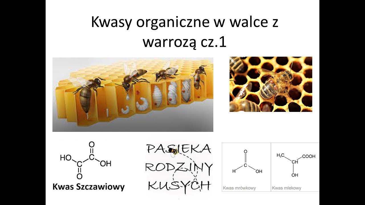 Związki Organiczne Biologia Kwasy organiczne w walce z warrozą cz.1 (kwas szczwiowy) - YouTube