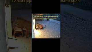 Fake Tiger Attack Video Circulates Online — Forest Department Issues Clarification