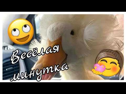 Веселая минутка☀️ Смешное видео#5