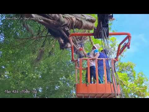 Video Lộ Diện gốc Gừa Khủng khi Vua Khỉ cưa Cây Sộp 200 năm... - youtube