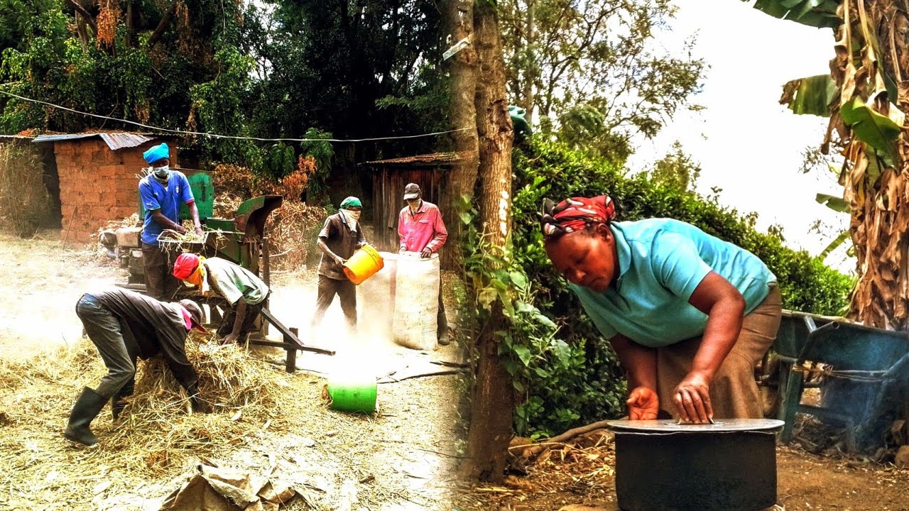  A BUSY  DAY IN THEVILLAGE /FOODER MAKING l Sharing Simple Village Lunch 🔥🛖 UGALI 🍚