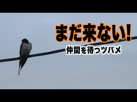 まだ来ない!仲間を待つツバメ【ツバメ観察2025年第1期】 - YouTube