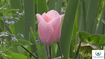 سورة القلم بصوت جميل جدا جدا جدا / تلاوة خاشعة ومؤثرة ترقق القلوب من القرآن الكريم