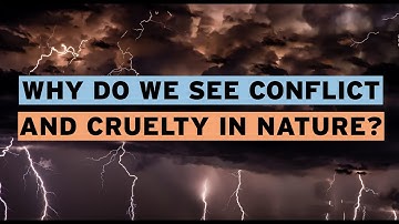 Why Do We See Conflict and Cruelty in Nature?