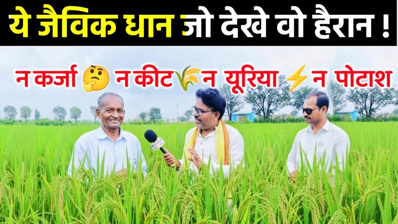 “ऐसा धान पहली बार देखा