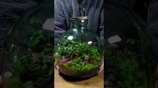 Make your own Jungle in a jar (with creatures) garden terrarium plants interiordesign meditate