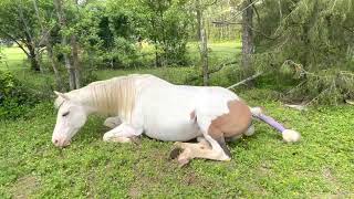 Moxie’s First Foal - American Paint Horse Giving Birth - Maximum White Foal Moxie’s First Foal - American Paint Horse Giving Birth - Maximum White Foal