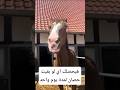 هيحصلك إيه لو بقيت حصان يوم واحد معلومات اكسبلور    معلومات غريبة