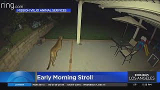 Mission Viejo residents on high alert after mountain lion spotted wandering through neighborhoods