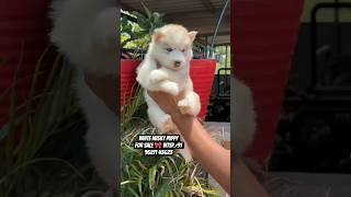 White Husky puppy for sale 🎀✨#shorts #trending #dog #sale #husky #trendingshorts #shortvideos #puppy