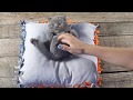 Kitten on Pillow, 7 Weeks - 4K footage