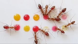 Ants vs nectar 🐜🥤 #satisfying #nature #new #subscribe