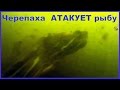 ЧЕРЕПАХА атакует рыбу под водой ! На рыбалке. Fishing На Озере. ЧЕРЕПАХИ, какие они под водой ?