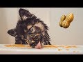 Kakoa’s First Bath with Peanut Butter! My Siberian Husky Puppy