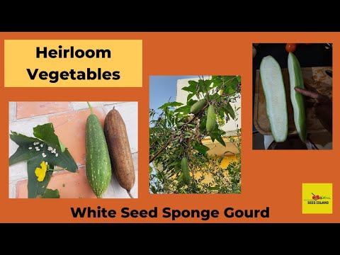 Heirloom Vegetables |  White Seed Sponge gourd  |