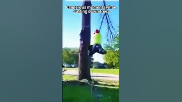 Epic Tree Cutting with Chainsaw Power! #TreeCutting #Chainsaw #Logging #Woodcutting #TreeFelling l