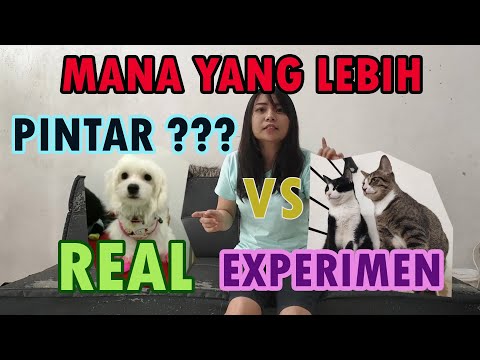 Video: 18 Anjing Dan Kucing Yang Harus Kamu Ikuti Di Instagram Secepatnya