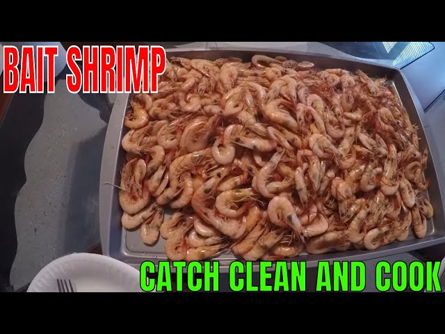BAIT SHRIMP CATCH CLEAN AND COOK 