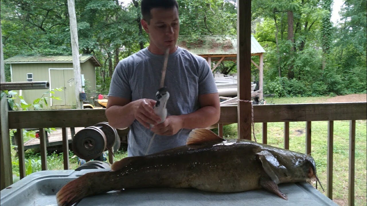How to Fillet a Huge Catfish with an Electric Knife. (Flathead) YouTube