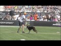 Flying Disc Dog Winner - 2014 Purina® Pro Plan® Incredible Dog Challenge Western Regionals