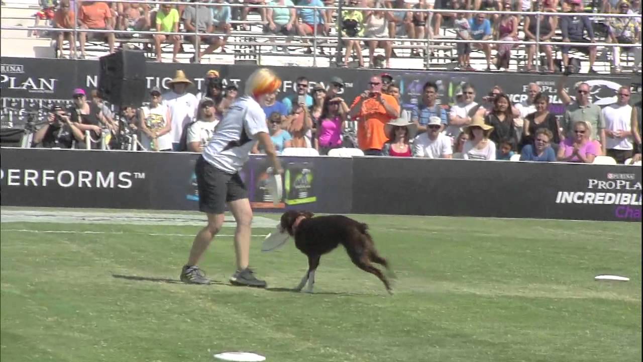 Flying Disc Dog Winner 2014 Purina® Pro Plan® Incredible Dog
