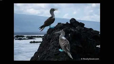 Galapagos