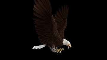 Bald Eagle - Flying Attacks