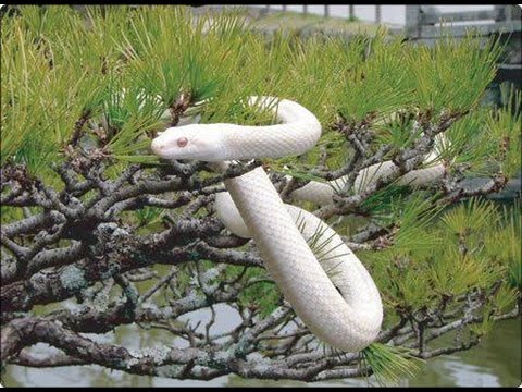 動画 開運ナビゲーター 縁起の良い白蛇と松 Youtube