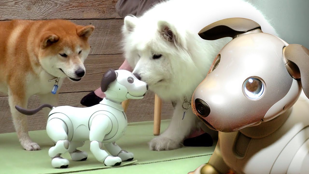 Dogs React To 3000 Robot Dog Youtube