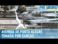 Garças comem peixes mortos em avenida inundada de Porto Alegre | Primeiro Impacto (30/05/24)