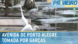 Garças comem peixes mortos em avenida inundada de Porto Alegre | Primeiro Impacto (30/05/24)