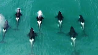 Orca released from captivity thrives in the wild | Behind the Scenes of Frozen Planet II | BBC Earth