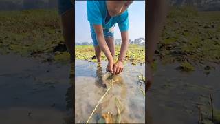 আজ বিলে হাত দিয়ে মাছ ধরলো ছোট ভাই 😱 fishing in hen(138) village video #shorts #fish  #youtubeshorts
