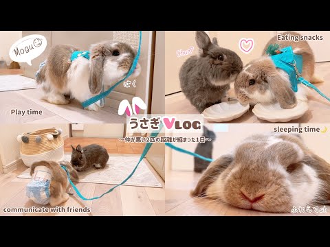 うさぎvlog】2匹を仲良しにしたい飼い主が奮闘した1日