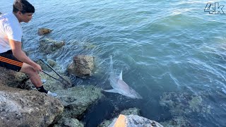 LAND BASED SHARK FISHING The First Day Of The Year | Sand Key Park, Clearwater, FL