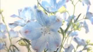 Bouquet of Marine Blue  ~ Delphinium ~ (Piano) screenshot 4
