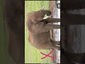 لحم حلال ولحم حرام عاشوراء لبيك يا حسين