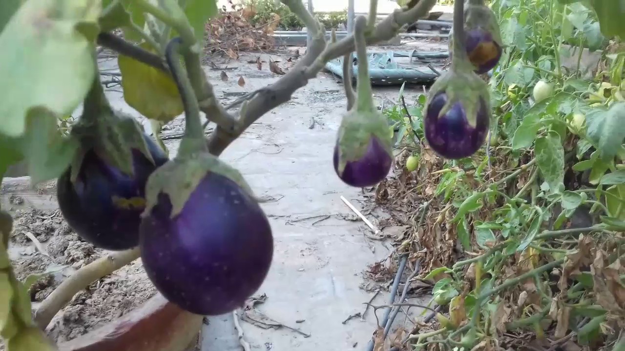 How To Grow Eggplants In Containers Urdu/Hindi 